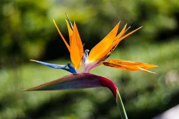 Fototapeta na wymiar Strelitzia is a genus of five species of perennial plants, native to South Africa. Bird of paradise. 