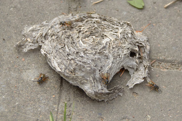 A beehive that fell on the sidewalk with wasps