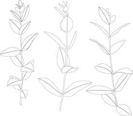 set of leaves on a stem, floristry vector drawing