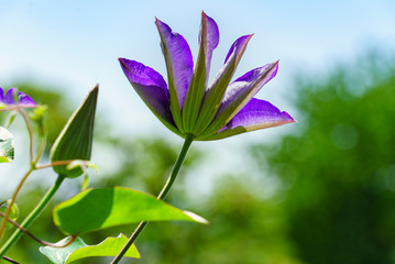 Fleur de clématite pourpre vu de dessous qui se détache sur le ciel ensoleillé