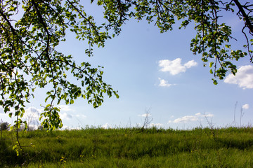 Summer landscape with green field and branches of wild pear on a background of blue sky with white clouds.