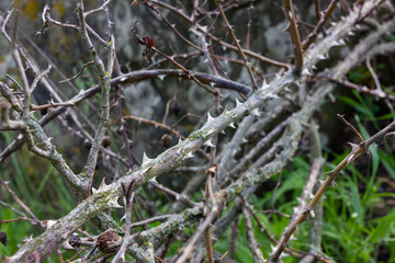 Dry branches of wild rose with thorns on old stone background 