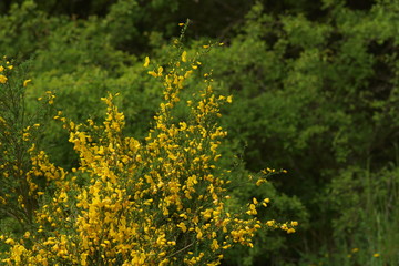 Wald und Wiese im Frühling