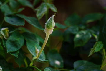 gros plan d'un bouton de rose encore fermé avec la maladie de l'oïdium