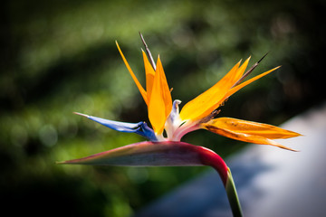 Obraz premium Strelitzia is a genus of five species of perennial plants, native to South Africa. Bird of paradise. 