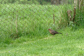 Femelle de merle noir