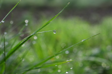 Fototapeta na wymiar Juicy green grass on the meadow drops of water on the dew in the morning light in spring and summer outdoors close-up, bokeh, beautiful artistic image of purity and freshness
