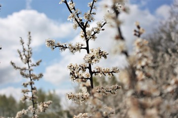 tree's flowers