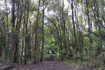 Obraz premium Path in the nature