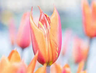 Beautiful tulips in pastel colours in spring.