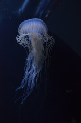 Beautiful illuminated jellyfish at aquarium in Berlin