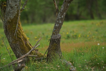 Wald und Wiese im Frühling