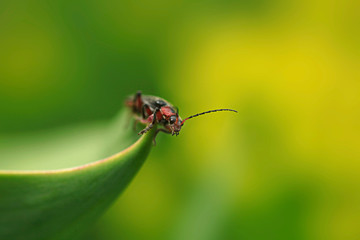 Cute bug sitting on green grass