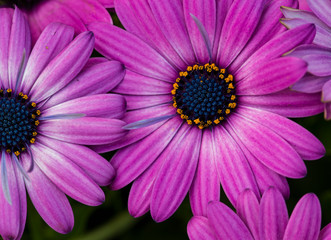 Fototapeta premium close up of pink flower