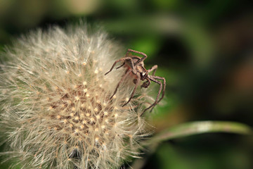Grey spider on white dandelion