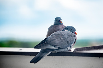 Adorable two pigeons cuddling on windowsill