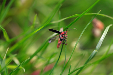 Cute bug sitting on green grass