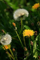 White and yellow dandelions on nature background