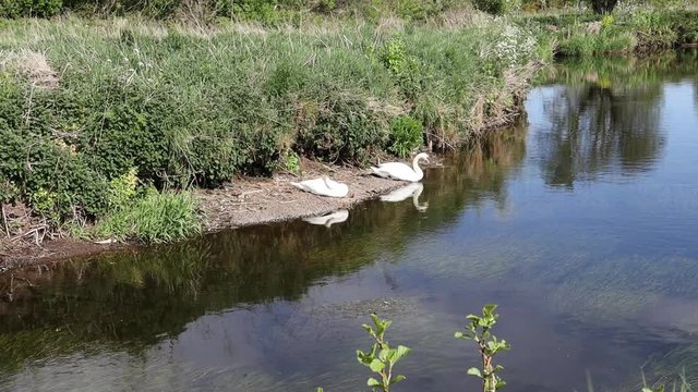 A pair of Swans sunning themselves on a river bank, Braid River, Ecos Park, Ballymena