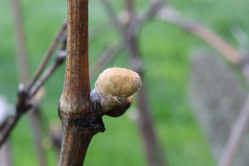 Kidney on a branch of a vine in spring on a background of green grass