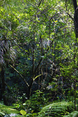 Fototapeta premium Hiking in the wild