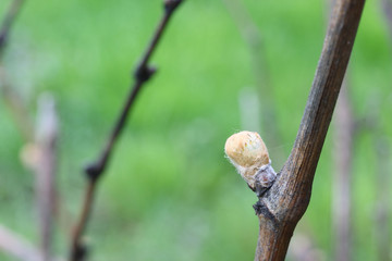 Kidney on a branch of a vine in spring on a background of green grass