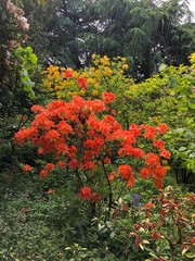 red and yellow flowers