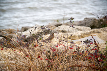 grass in the sand