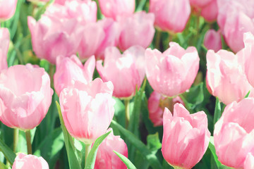 Beautiful pink tulips flower with green leaf in tulip field.