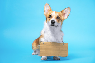 Fototapeta premium Cute ginger and white welsh corgi Pembroke dog standing on bright blue background with empty cardboard on its neck, copy space for ane text. Adorable dog face.