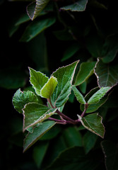 The Dark Leaf