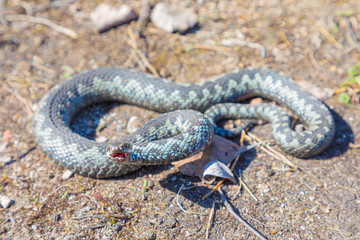 Grey viper or adder venomous snake in attacking or defencive pose rolled in knit on brown spring soil or ground pathway among old leaves, grass and branches