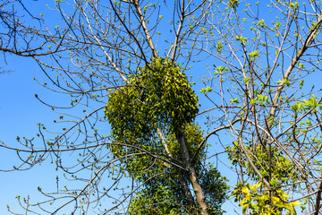 Balls of the mistletoe on branches of tree