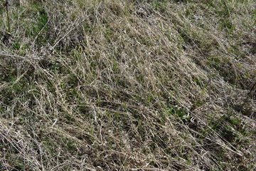 Fototapeta na wymiar The grass is dry.Spring.Texture