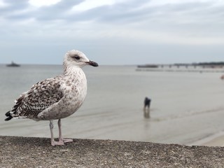 Biała mewa na molo nad morzem Bałtyckim.