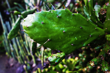 Cactus leaf