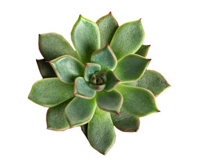 Beautiful succulent on white background, top view
