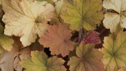 gros plan d'un buisson de plantes avec feuilles au couleur de l'automne