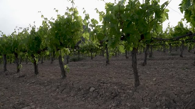 Panor&aacute;mica hacia arriba de unas vi&ntilde;as verdes con un cielo nublado
