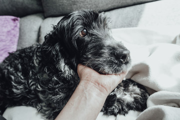 Beautiful portrait of a black and white cocker spaniel