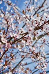 flowering on the branches of the bush Prunus cerasifera