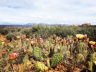 Cacti in Arches National Park, Utah 