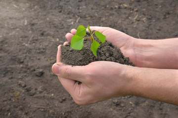 Young plant in the hands of a farmer on the background of the earth. The concept of spring gardening.