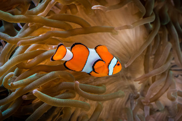 Orange clown fish (Amphiprion percula) in aquarium swiming in sea anemones.