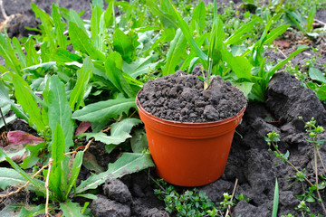 Pot of land in the spring garden. The concept of spring gardening.