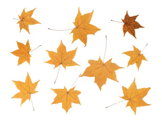 Yellow autumn leaves on a white isolated background. Dry leaves of Canadian maple.