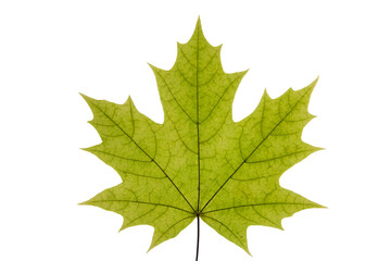 Green maple leaf on a white isolated background. Summer leaf of canadian maple. - obrazy, fototapety, plakaty