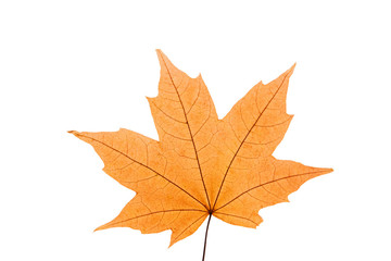 Orange maple leaf on a white isolated background. Autumn leaf of canadian maple.