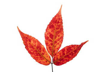 Red maple leaf. Red autumn leaf on a white isolated background.