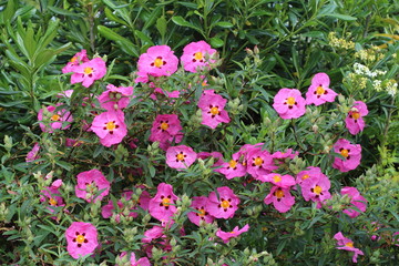 Cistus purpureus bush in the garden. Blooming orchid rockrose shrub.